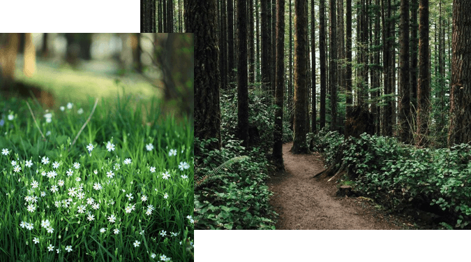 forest-bathing-blog-3